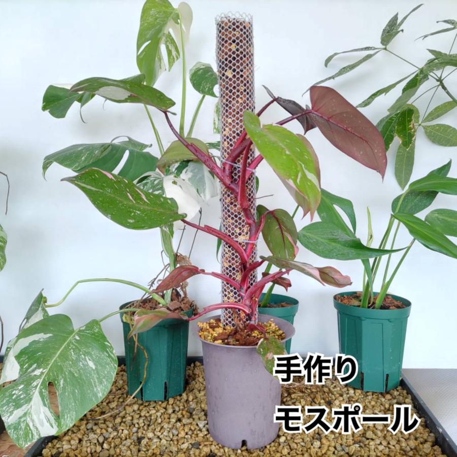 植物支柱 園芸支柱 モスポール 高品質 手作り 1本用 3本用 5本用 白 黒