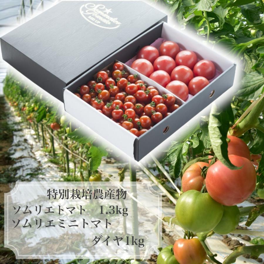 予約　１月下旬から順次発送【特別栽培農産物】 とまと ＼極み／ソムリエ トマト １.３kg（６玉から１０玉）とソムリエ ミニトマト ダイヤ１ｋgのセット ギフト | 