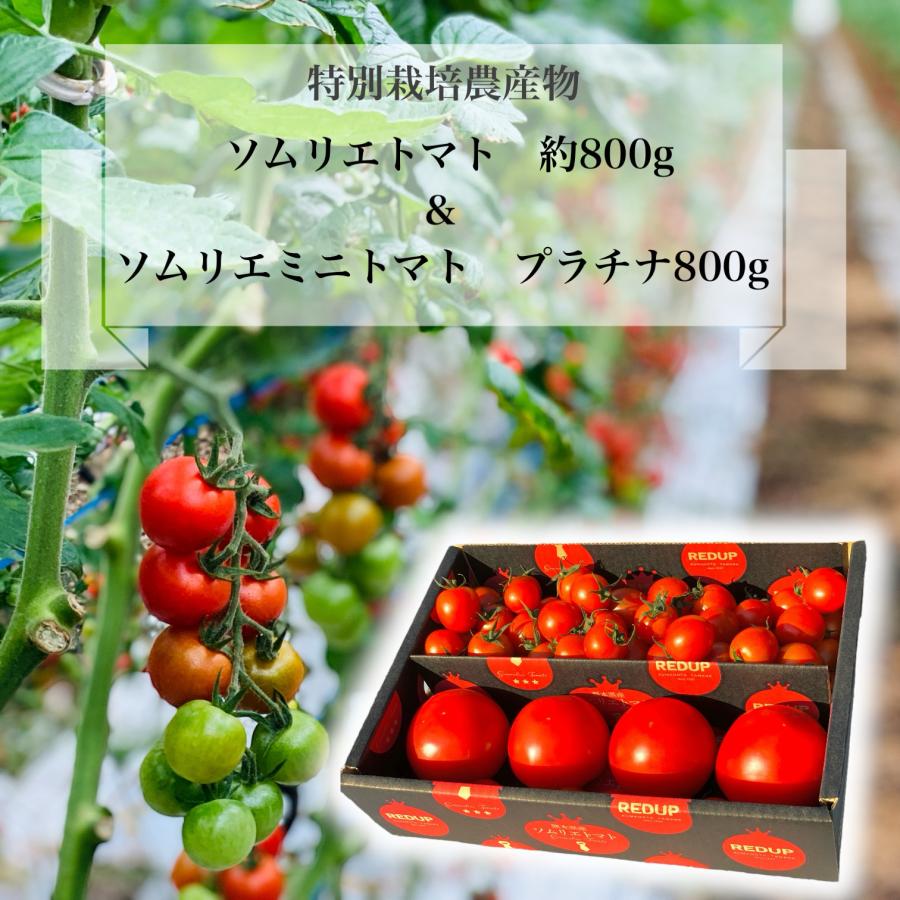 予約 2027年1月下旬から順次発送【特別栽培農産物】 とまと ソムリエ トマト 約８００g とソムリエ ミニトマト プラチナ８００ｇのセット プチトマト ギフト | 