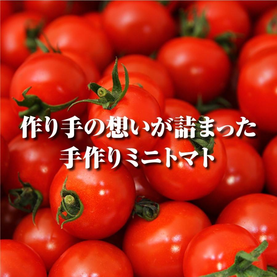 予約 2027年1月下旬から順次発送【特別栽培農産物】 とまと ソムリエ トマト 約８００g とソムリエ ミニトマト プラチナ８００ｇのセット プチトマト ギフト |  | 12