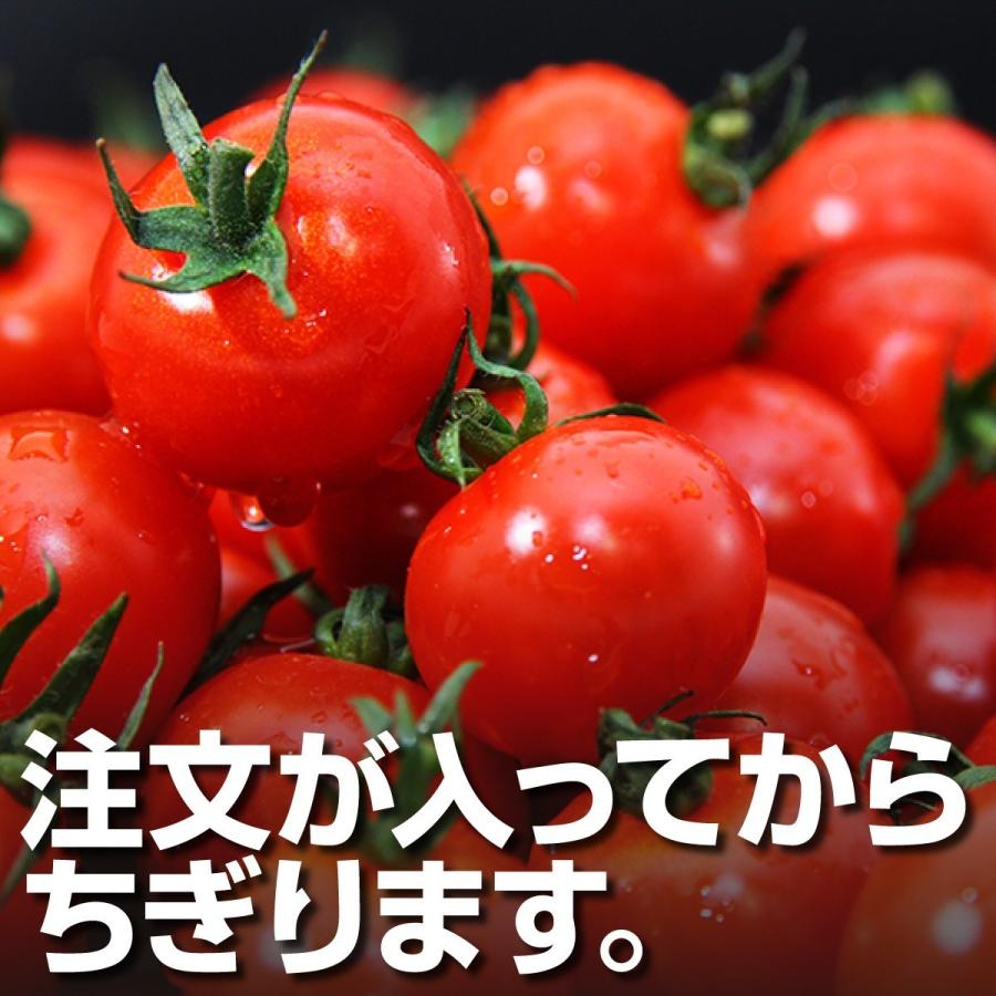予約 2027年1月下旬から順次発送【特別栽培農産物】 とまと ソムリエ トマト 約８００g とソムリエ ミニトマト プラチナ８００ｇのセット プチトマト ギフト |  | 13
