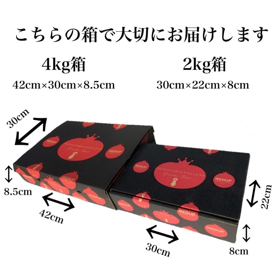 予約 2027年1月下旬から順次発送【特別栽培農産物】 とまと ソムリエ トマト 約８００g とソムリエ ミニトマト プラチナ８００ｇのセット プチトマト ギフト |  | 19