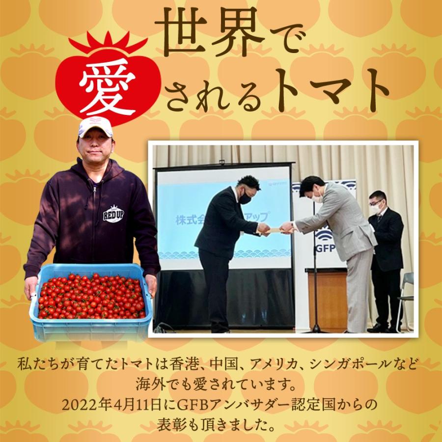 予約 2027年1月下旬から順次発送【特別栽培農産物】 とまと ソムリエ トマト 約８００g とソムリエ ミニトマト プラチナ８００ｇのセット プチトマト ギフト |  | 01