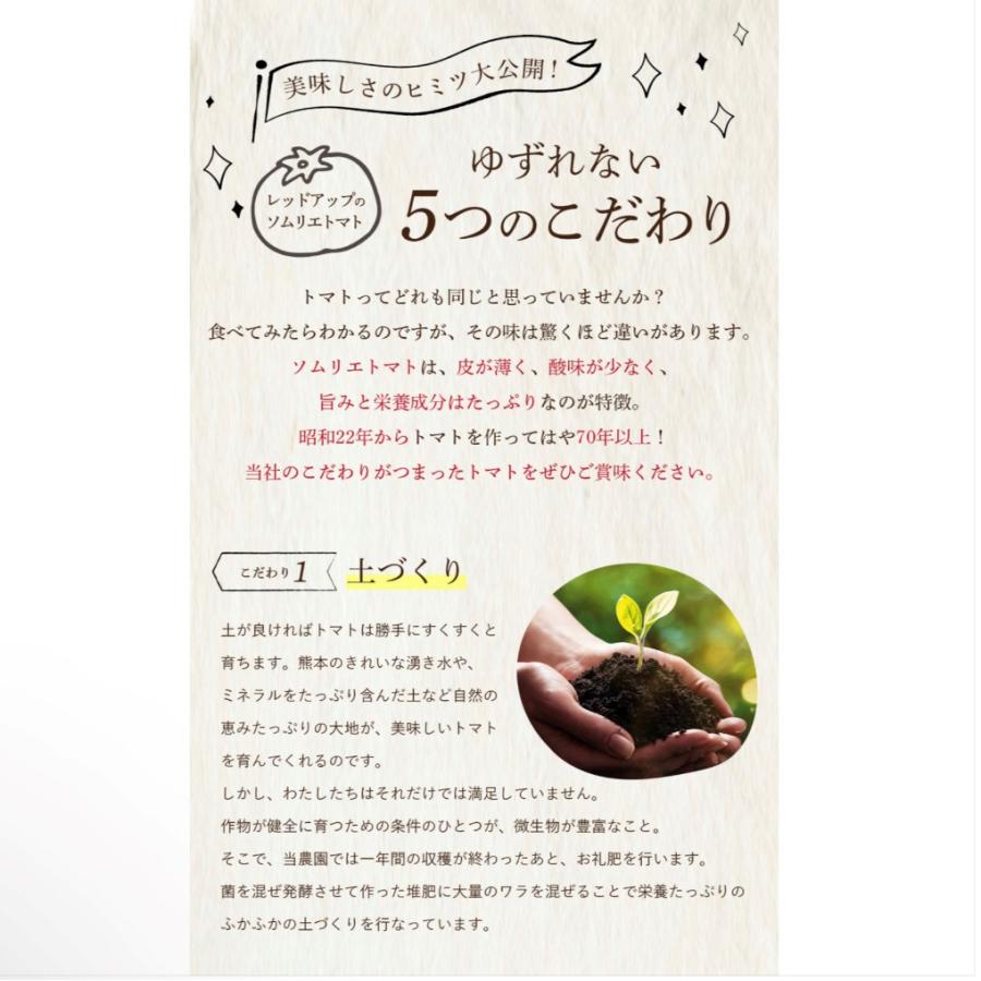 予約 2027年1月下旬から順次発送【特別栽培農産物】 とまと ソムリエ トマト 約８００g とソムリエ ミニトマト プラチナ８００ｇのセット プチトマト ギフト |  | 03