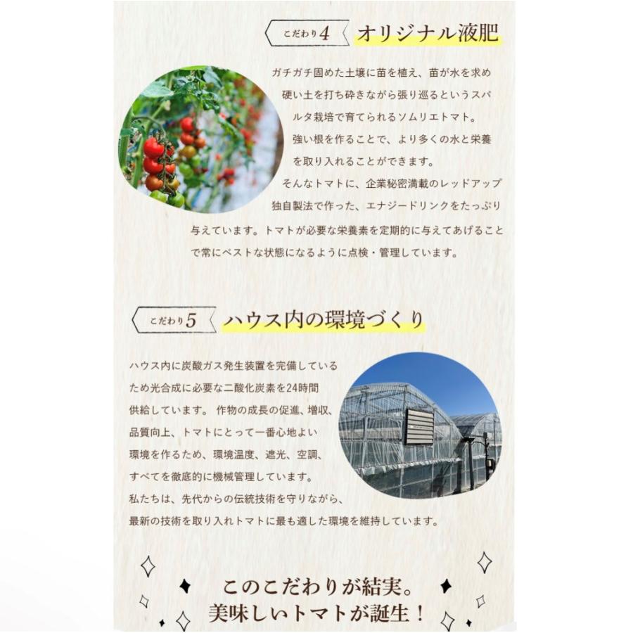予約 2027年1月下旬から順次発送【特別栽培農産物】 とまと ソムリエ トマト 約８００g とソムリエ ミニトマト プラチナ８００ｇのセット プチトマト ギフト |  | 05