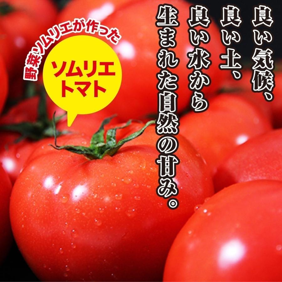 予約 2027年1月下旬から順次発送【特別栽培農産物】 とまと ソムリエ トマト 約８００g とソムリエ ミニトマト プラチナ８００ｇのセット プチトマト ギフト |  | 07