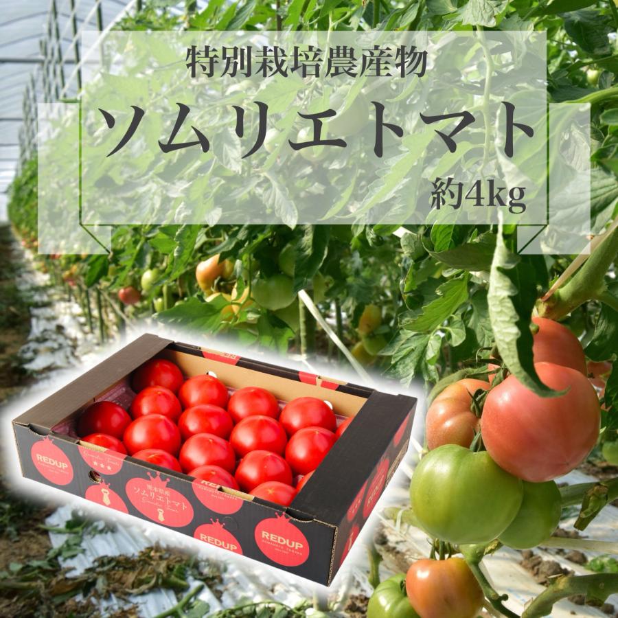 予約　１月下旬から順次発送【特別栽培農産物】 とまと 受賞歴３回！ソムリエ トマト ４kg（１８玉〜３２玉) トマトジュース 送料無料 ギフト 人気 おいしい | 