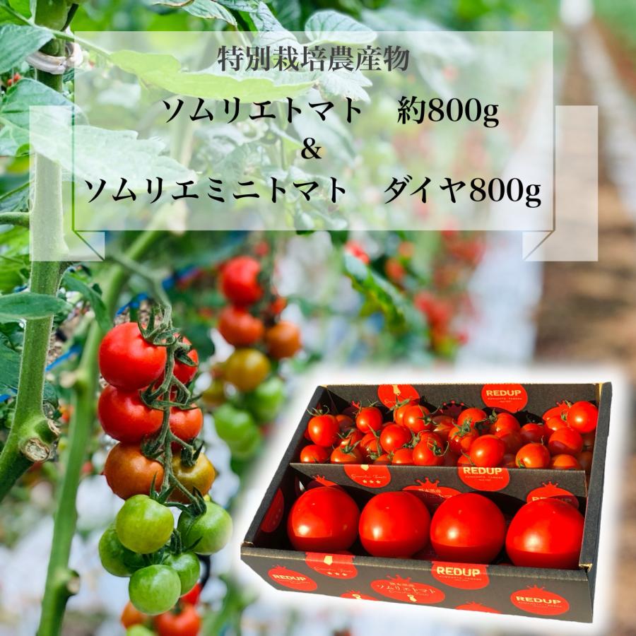 予約　１月下旬から順次発送【特別栽培農産物】 とまと ソムリエ トマト 約８００g ソムリエ ミニトマト ダイヤ８００gのセット プチトマト 人気 甘い ギフト | 