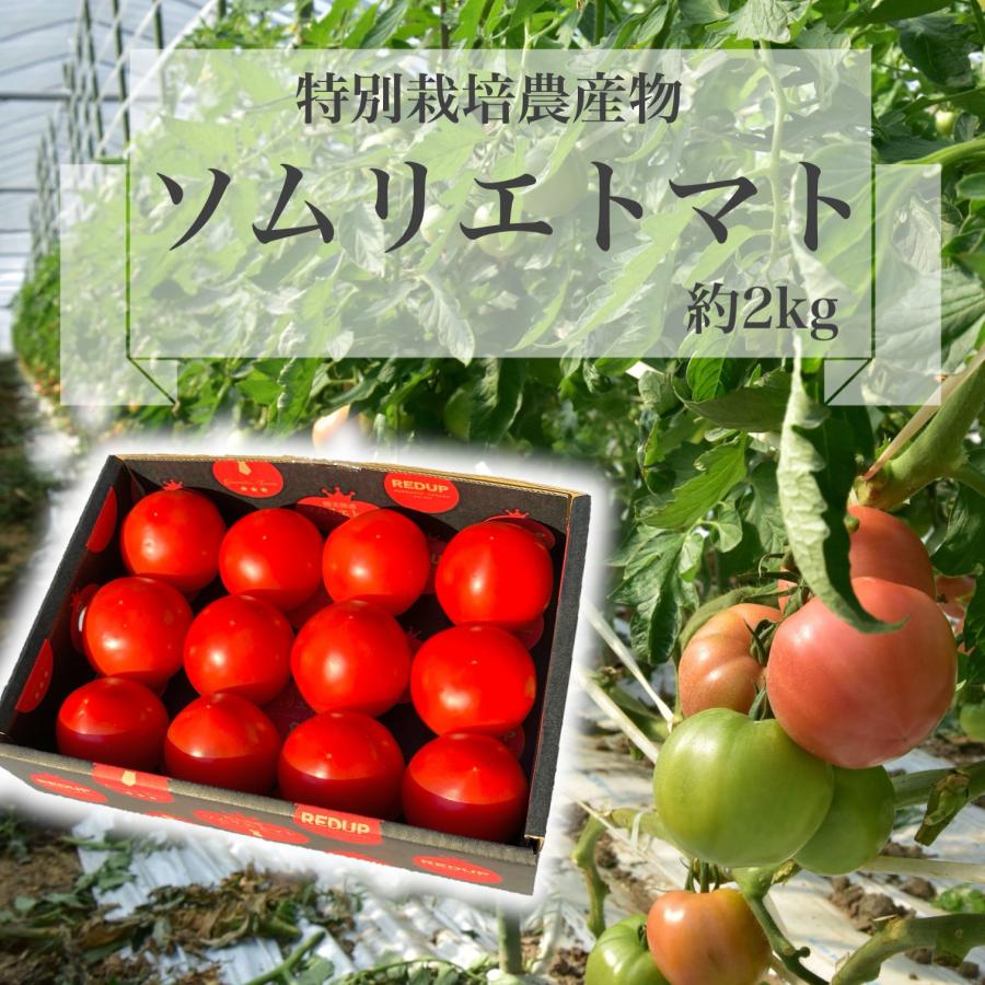 予約　１月下旬から順次発送【特別栽培農産物】 とまと 受賞歴３回！ソムリエ トマト 約２kg（８玉〜１６玉) トマトジュース 送料無料 ギフト 人気 おいしい | 