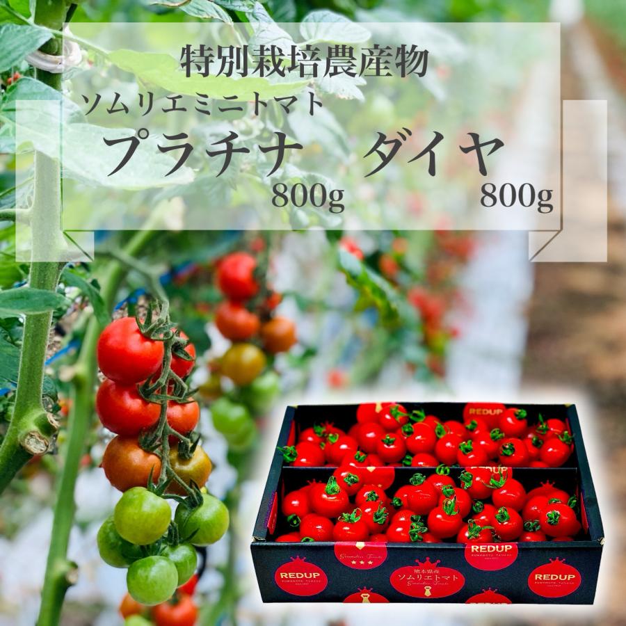 予約　12月から順次発送【特別栽培農産物】 とまと ソムリエ ミニトマト プラチナとダイヤ各８００gのセット プチトマト フルーツ トマト 熊本 送料無料 甘い | 