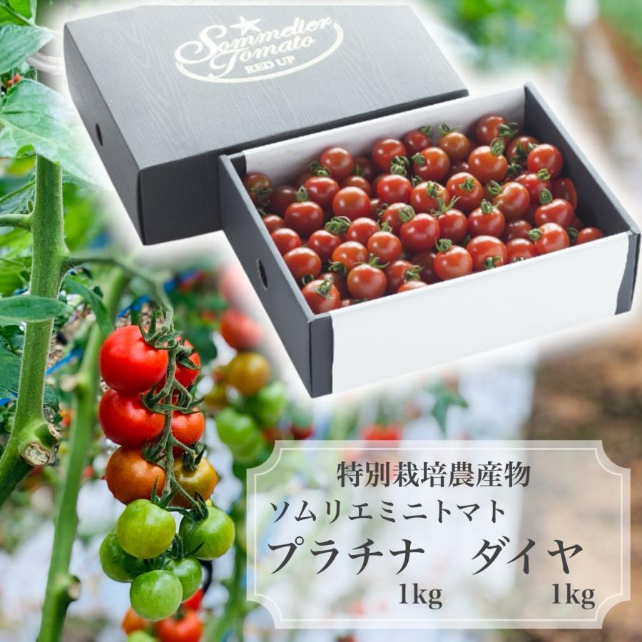 予約　12月から順次発送【特別栽培農産物】 とまと トマト ＼極み／ソムリエ ミニトマト プラチナ１kg とダイヤ１ｋｇのセット フルーツ プチトマト ギフト 甘い | 