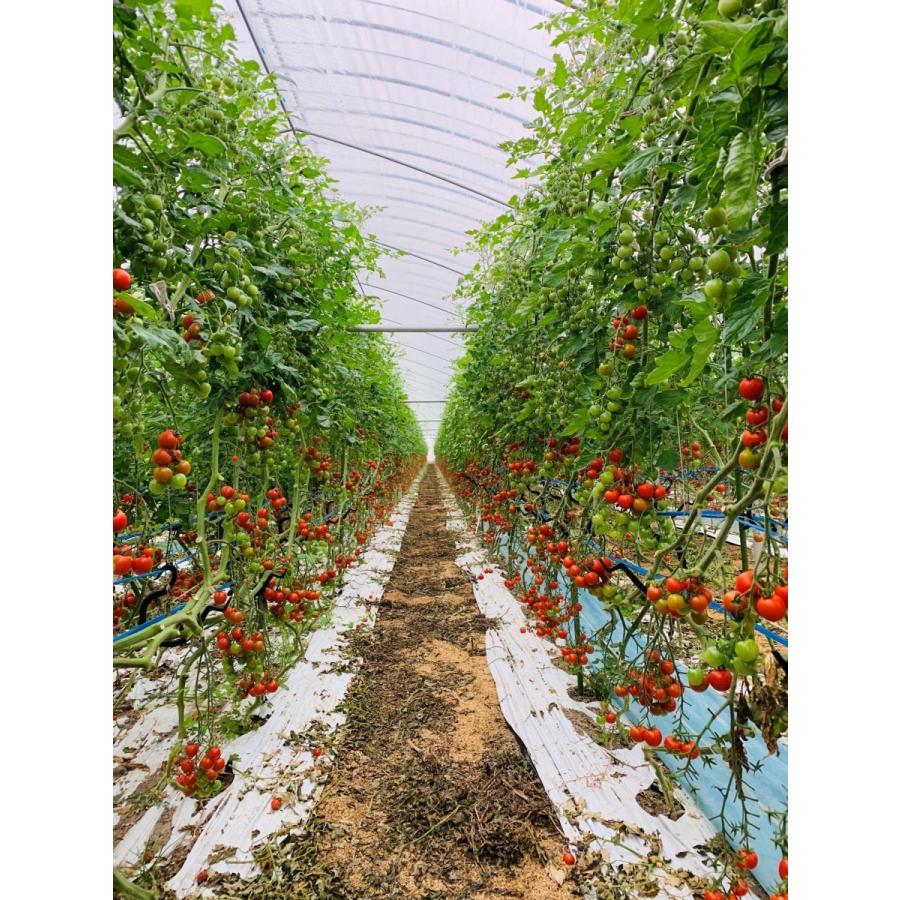 予約　12月から順次発送【特別栽培農産物】 とまと トマト ＼極み／ソムリエ ミニトマト プラチナ１kg とダイヤ１ｋｇのセット フルーツ プチトマト ギフト 甘い |  | 12