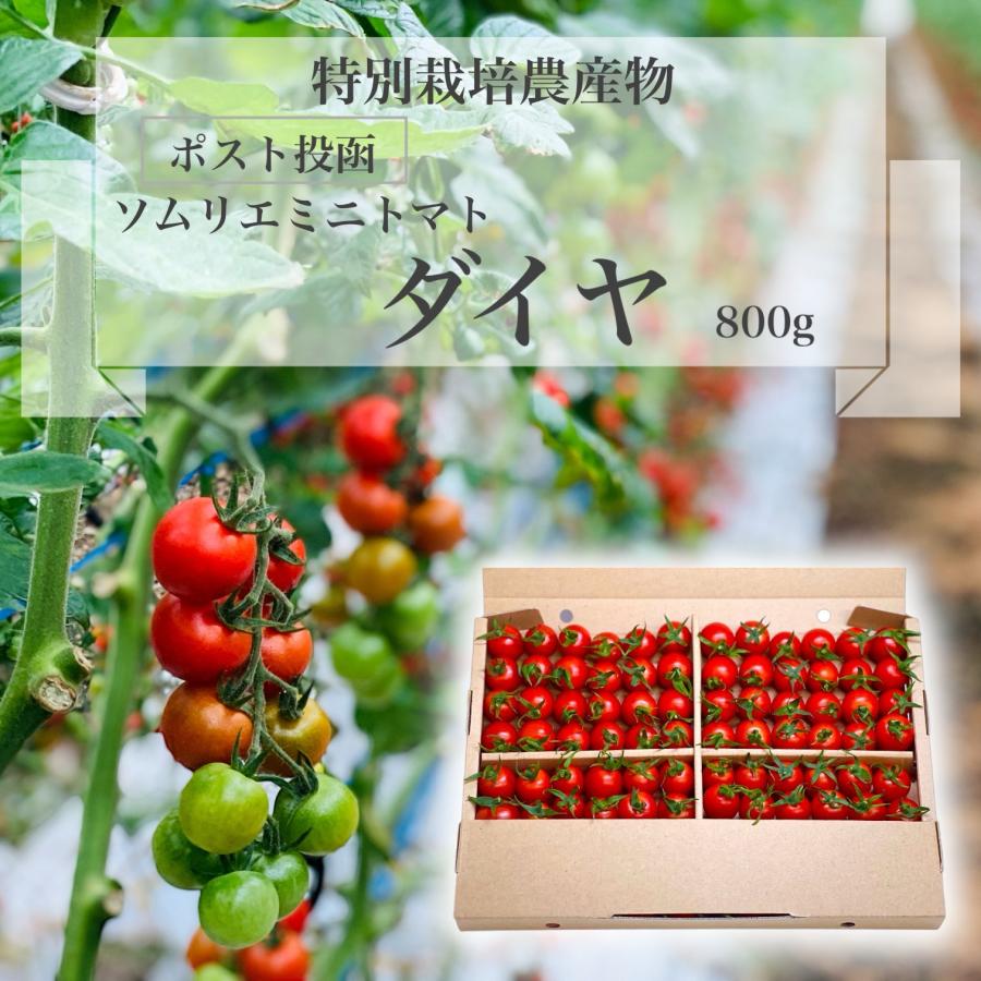 予約　11月から順次発送【特別栽培農産物】 とまと フルーツ トマト ＼ポスト投函／ ソムリエ ミニトマト ダイヤ８００g プチトマト 熊本 送料無料 甘い | 