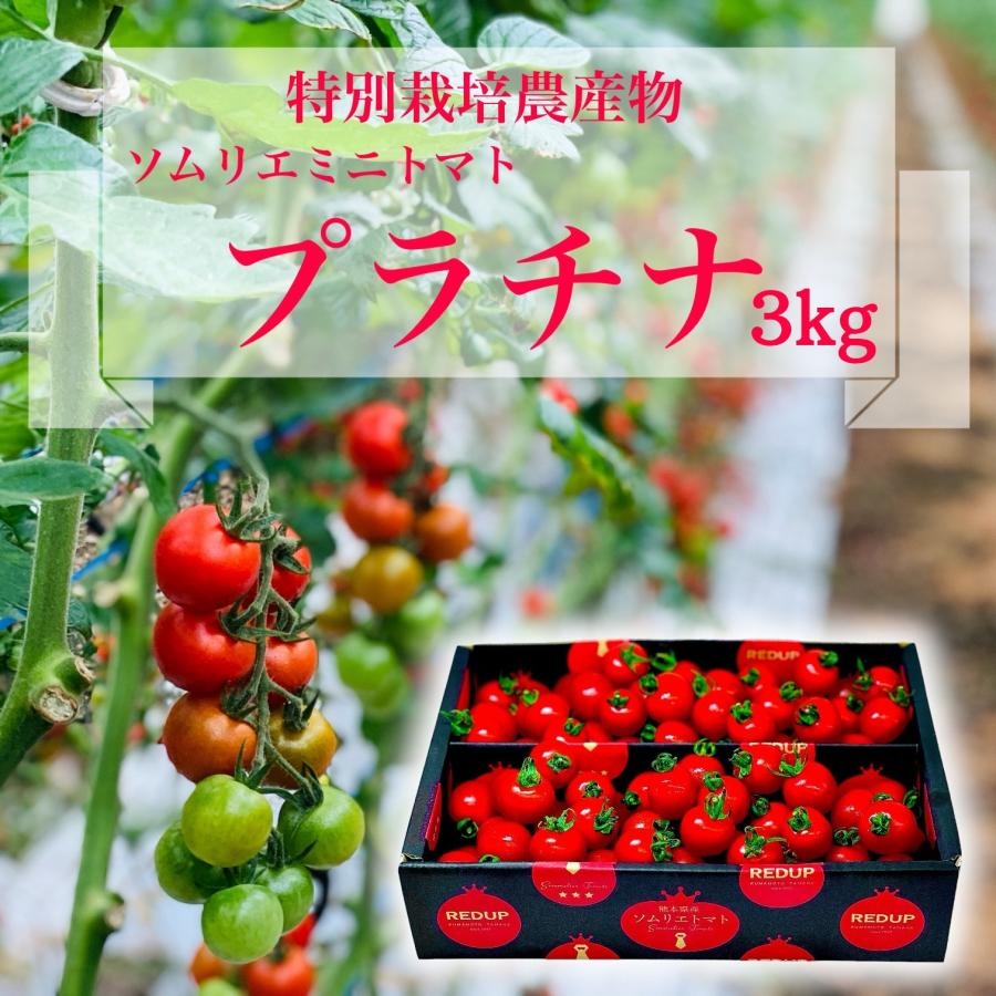 予約　12月から順次発送【特別栽培農産物】 とまと フルーツ トマト ソムリエ ミニトマト プラチナ３kg プチトマト 熊本 送料無料 甘い | 