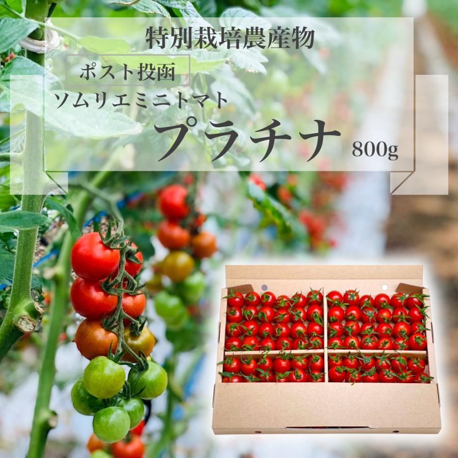 予約　12月から順次発送【特別栽培農産物】 とまと フルーツ トマト ＼ポスト投函／ ソムリエ ミニトマト プラチナ８００g プチトマト 熊本 送料無料 甘い | 