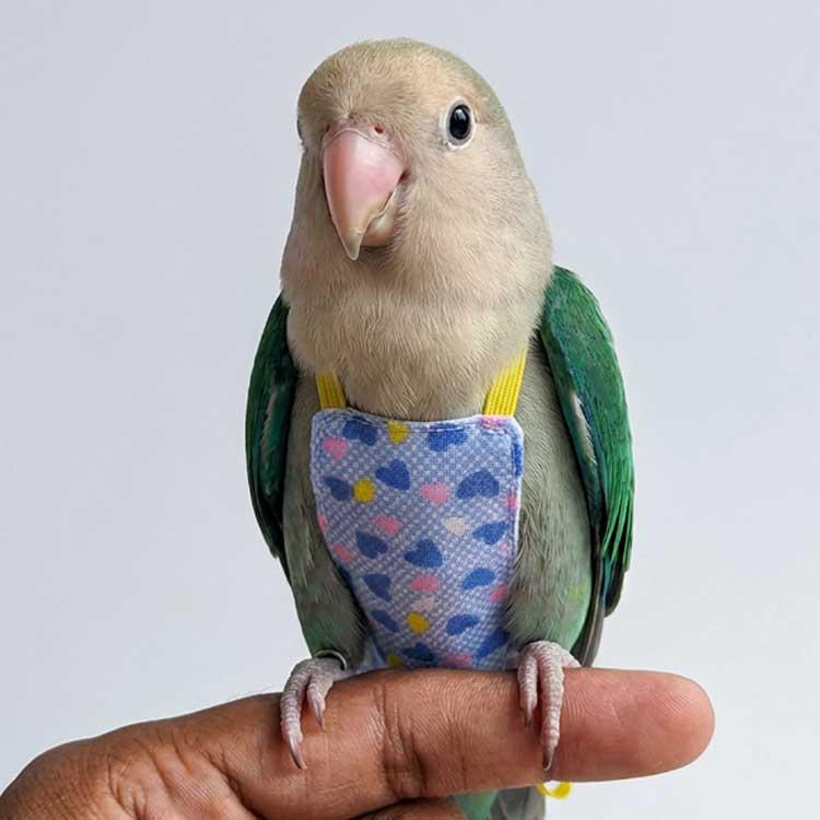 フライトスーツ 鳥 ベスト＋リード インコ用ハーネス リード ベスト