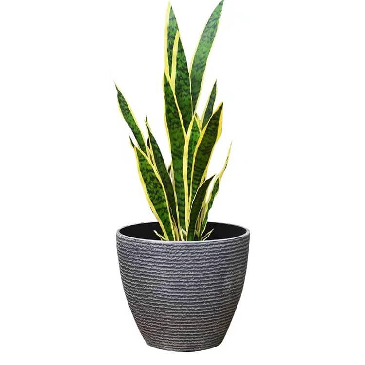 中型 おしゃれ 【3個/2個/1個】植木鉢 室内 丸型 おしゃれなインテリア