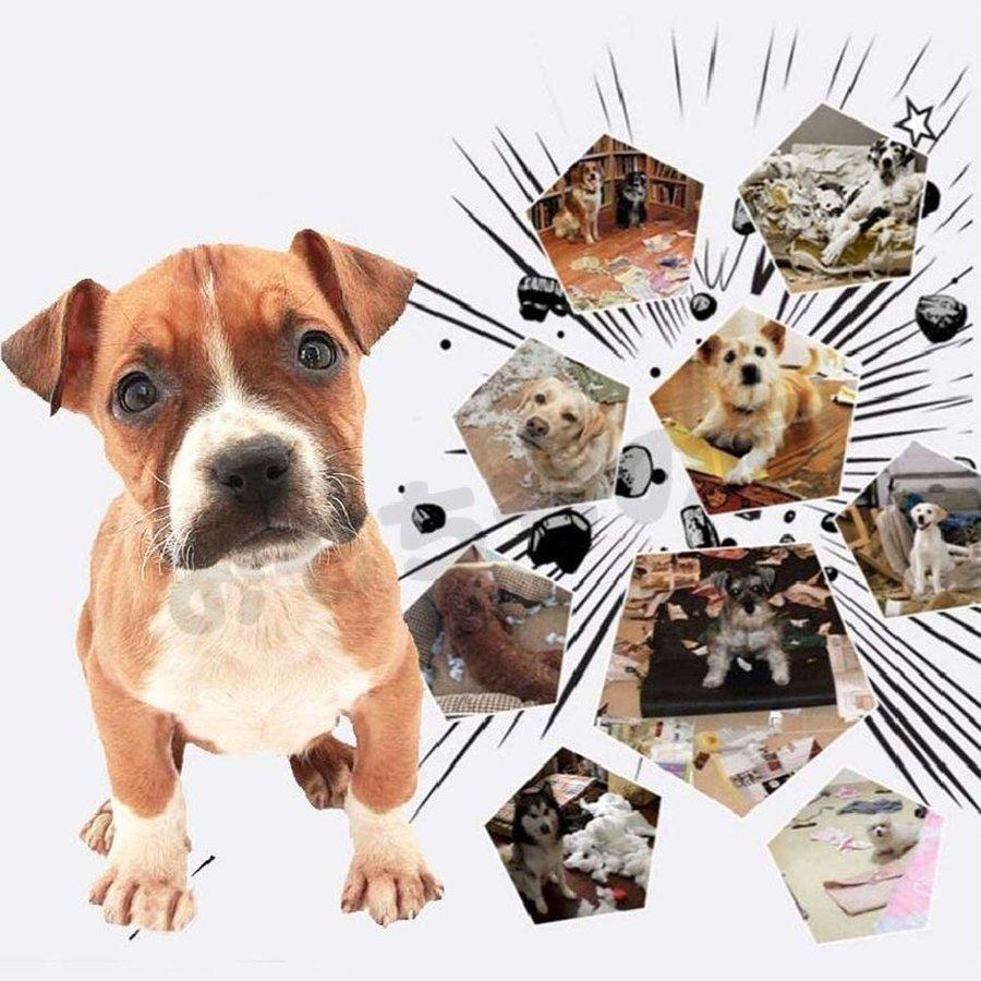 激安通販ショッピング 犬噛むおもちゃ ロープおもちゃ 犬おもちゃ 噛むおもちゃ 知育玩具 麻縄 アグレッシブ 安全清潔 歯磨き 運動不足 ストレス解消 耐久性 5個セット Cisama Sc Gov Br