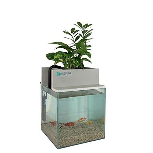 ショッピング直販店 せせらぎビオトープ 水替え不要 水槽セット 25cm型 基本セット ガジュマル ポトス 日本クリアランス Ssl Daikyogo Or Jp