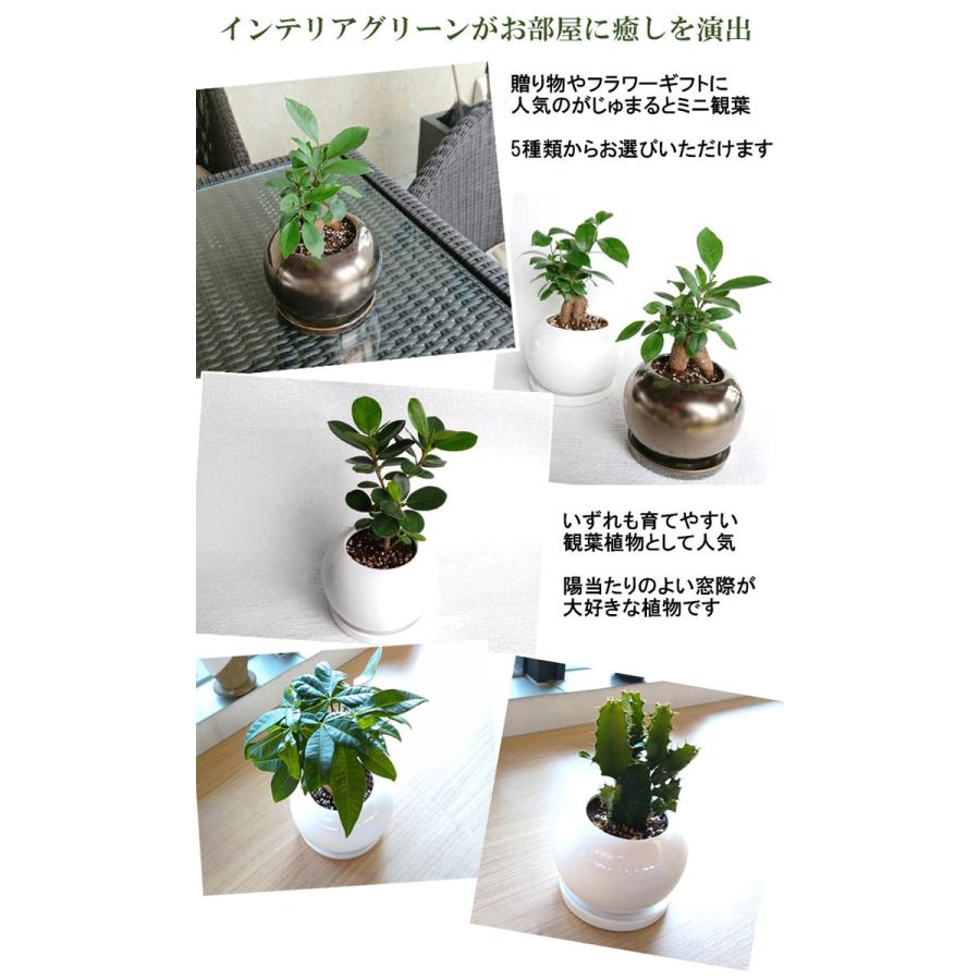 ガジュマルの木 観葉植物 多幸の木 おしゃれ 誕生日 プレゼント 女性