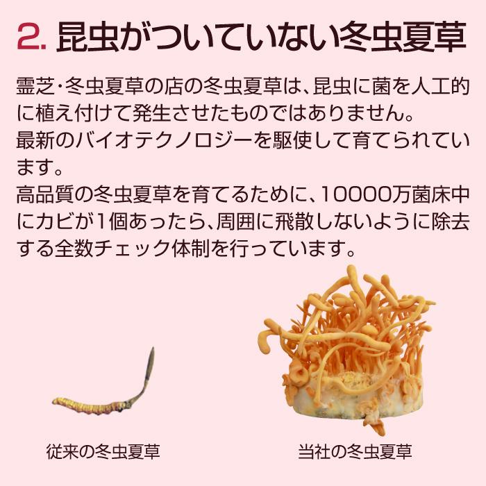 犬 猫 ペット 免疫 サプリメント 冬虫夏草 コルジセピン 粉末 健康食品 30g｜reishisoap｜14