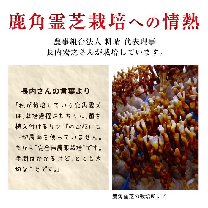 ENGRACE 霊芝 サプリ サプリメント 鹿角霊芝 冬虫夏草 お得 3本セット