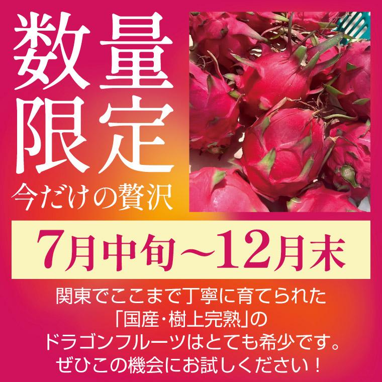 完熟 国産 ドラゴンフルーツ（赤肉）1kg 赤果肉 グルメ 取り寄せ