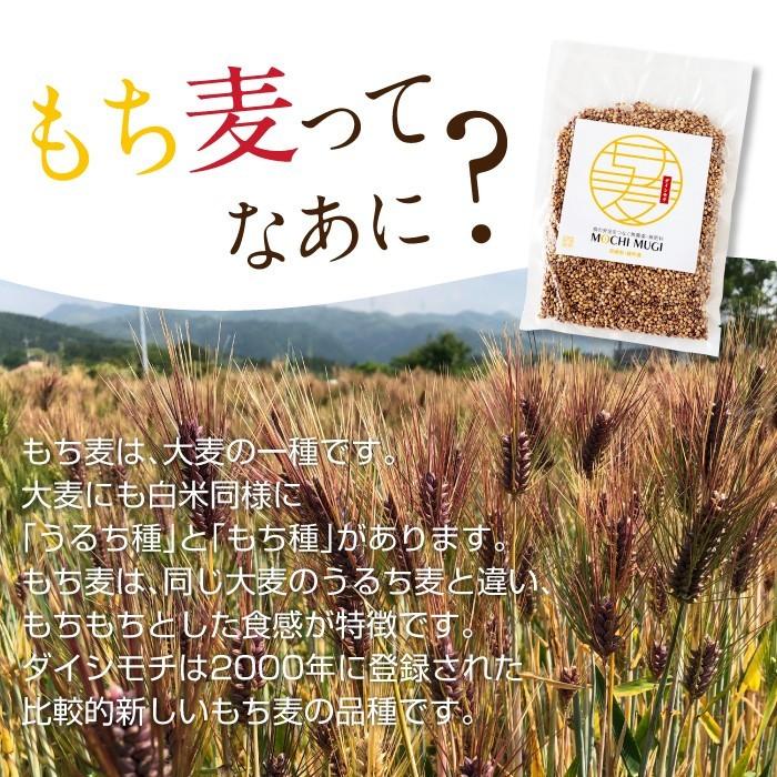 無農薬無化学肥料 もち麦（ダイシモチ） 令和6年産