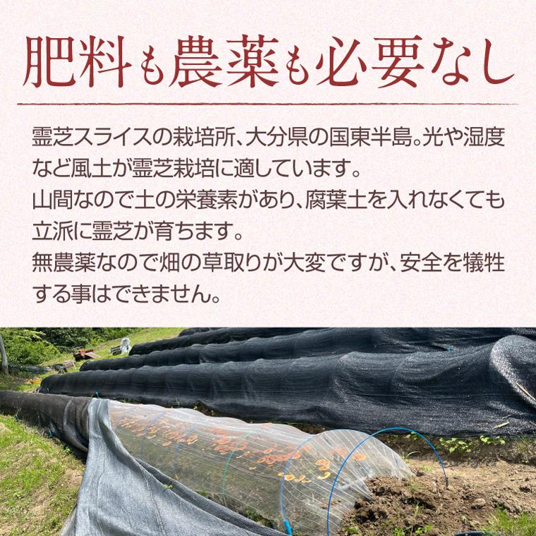 ENGRACE 国産 霊芝 スライス 100g 霊芝茶 健康茶 ノンカフェイン お茶