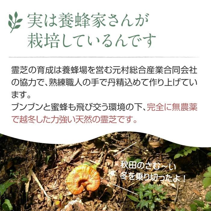 長野産最高級霊芝茶 3袋　癌予防、免疫力向上  コロナ 対策　不老不死霊芝健康茶 楽天市場】霊芝茶 30パック×3個 れいし茶 レイシ茶