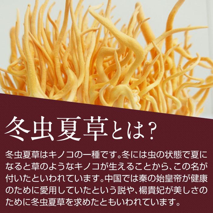 国産 冬虫夏草 100％ サプリメント 添加物ゼロ コルジセピン サプリ