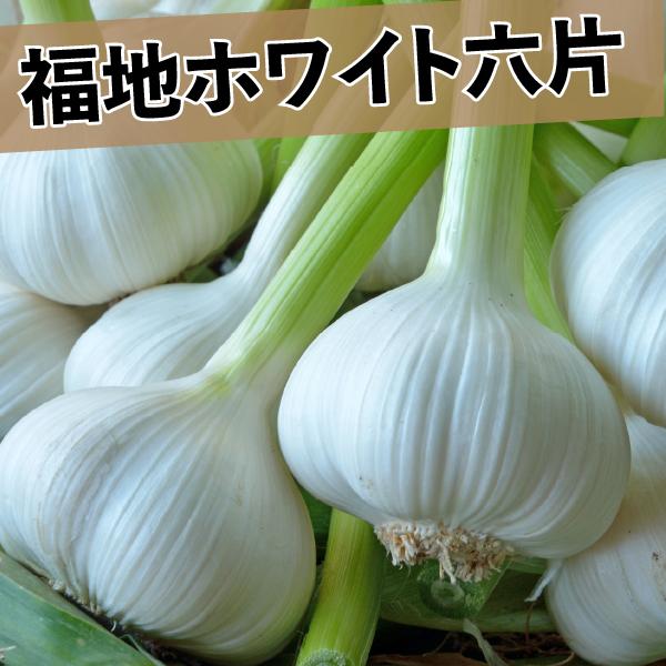 にんにく 青森 1kg 福地ホワイト ニンニク 新物 送料無料 : れいたす