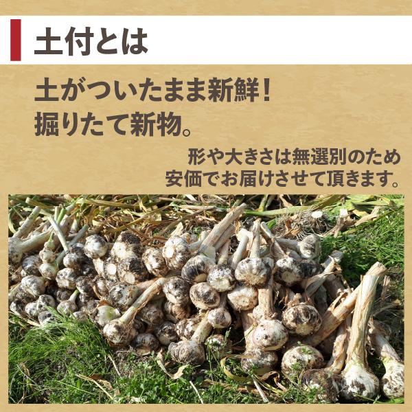 令和7年 にんにく 青森 1kg 新物 バラ 送料無料 皮剥けなし 青森県産
