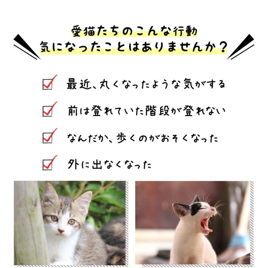 ペットサプリメント 猫のすとーんスリム 無添加 送料無料 猫ダイエット ペットダイエット 乳酸菌 ビフィズス菌 グルコマンナン デキストリン イヌリン 酵母 Catslim 1 リリーフライフ安心通販 通販 Yahoo ショッピング