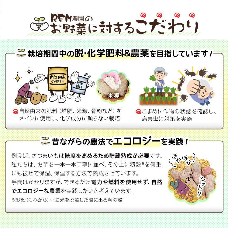 干しいも（紅はるか） 100g×8 送料無料 静岡県 藤枝産　紅はるか/サツマイモ/さつまいも/さつま芋/甘薯/正規品｜remfarm｜04