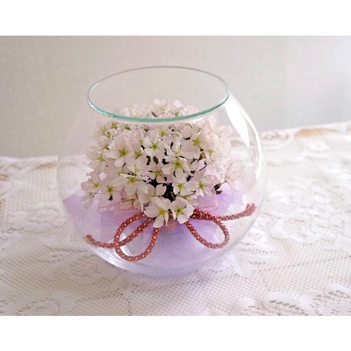 最先端 送料無料 ボトルフラワー 桜 さくら ラウンドタイプ 組紐リボン ドライフラワー インテリア 格安 Www Technet 21 Org