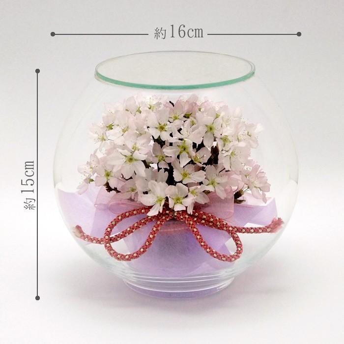 ボトルフラワー 桜 さくら ラウンドタイプ 組紐リボン ドライフラワー インテリア 北海道 沖縄へは別途送料550円 Labinka Sakura1904 リポーズジョイ 通販 Yahoo ショッピング