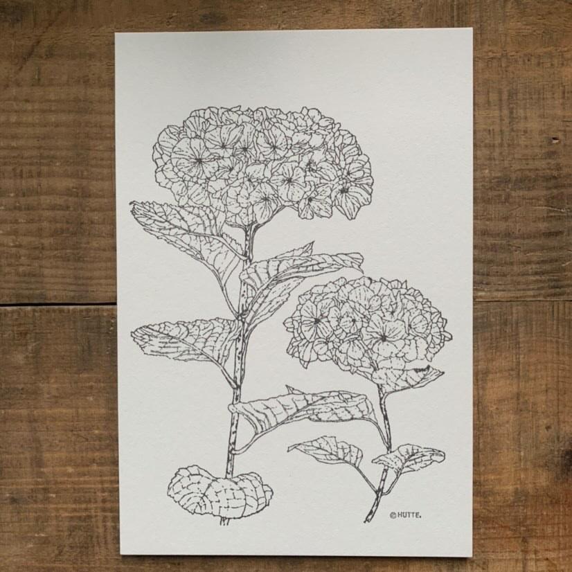 ポストカード おしゃれ HUTTE 消しゴムはんこ 植物図鑑 ボタニカル