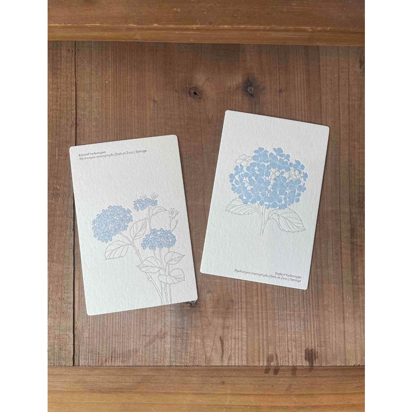 ポストカード おしゃれ 絵葉書 手紙 植物 花 フラワー 活版印刷 紫陽花