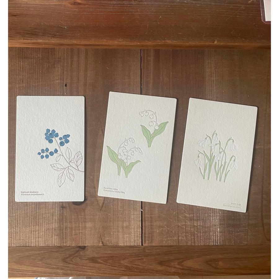 ポストカード 絵葉書 プロペラスタジオ おしゃれ 手紙 植物 花