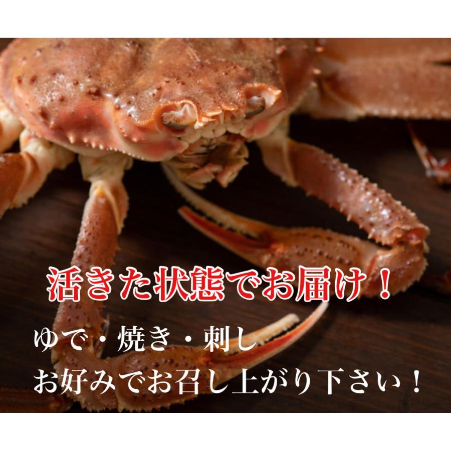 比較 活松葉がに 松葉ガニ カニ ズワイガニ 境港 タグ付 山陰日本海産ゆでがに 刺しがに 焼きがに 松葉蟹 かに お取り寄せ 贈り物 700gサイズ 1枚入り 送料無料 Kani 5 りすたむ Resterm 通販 Yahoo ショッピング 通常販売 Aman Org Np