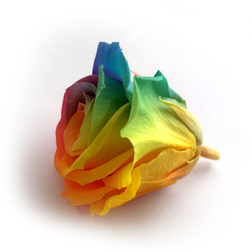 レインボーローズ 1輪 プリザーブドフラワー 単品 ローズ 花材 ハー