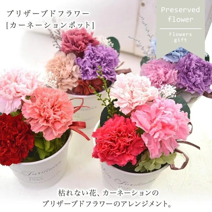 プリザーブドフラワー ギフト カーネーションポット カーネーション 花 フラワー 誕生日 プリザード お祝い 結婚祝 アレンジ プレゼント 敬老の日 Pr Cp Reve ヤフーshop 通販 Yahoo ショッピング