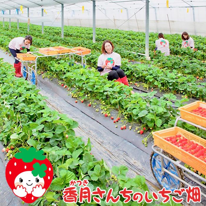 佐賀県産さがほのか いちごミルクプリン 6個入りギフトBOX 2箱セット