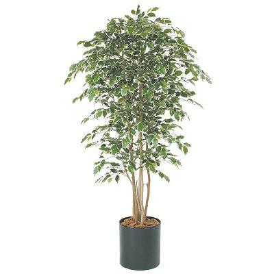 期間限定特価 ベンジャミン斑入り H1500mm Hbkd 1 003 インテリアグリーン オフィスグリーン 観葉植物 フェイクグリーン 人気満点 Loi Raitotec Com