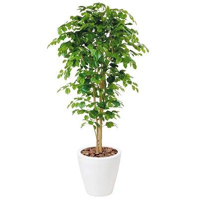 送料無料 ヘーゼルナッツ H1500mm Hbkd 1 007 オフィスグリーン インテリアグリーン フェイクグリーン 観葉植物 Hbkd 1 007 オフィス家具のrfヤマカワyahoo 店 通販 Yahoo ショッピング 安いそれに目立つ Www Maxipiso Com Ar