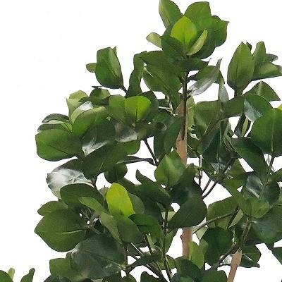 クルシア H1800mm HBKD-2-015　インテリアグリーン　観葉植物　オフィスグリーン　フェイクグリーン_1