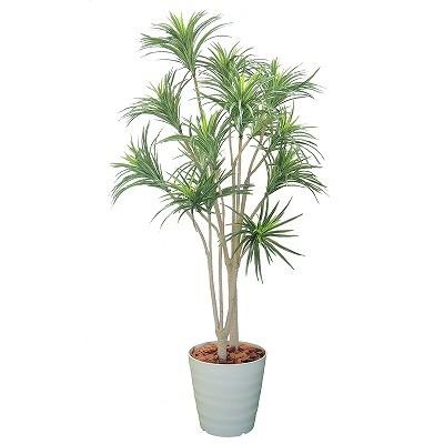 ドラセナコンシンネ H1800 HBKD-2-017 観葉植物 インテリアグリーン