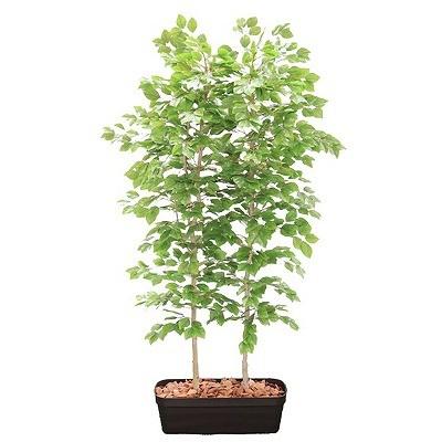 ブナの木パーテーション フェイクグリーン H1800mm Hbkd 2 025 インテリアグリーン 観葉植物 オフィスグリーン フェイクグリーン インテリアグリーン Hbkd 2 025 人工観葉 フェイクグリーン オフィス家具のrfヤマカワ店 高級品販売