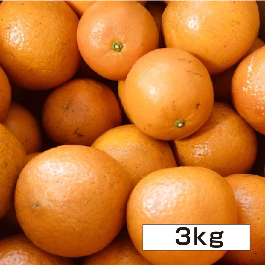 ★ご注文順に出荷中★ 沖縄県産 タンカン 約3kg 送料無料 沖縄 たんかん フルーツ みかん 季節限定 限定 果物 | 